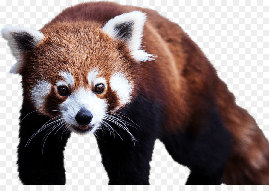 Fundo Transparente Hiper Realista De Panda Vermelho Engraçado PNG , Cão,  Animal, Real PNG Imagem para download gratuito