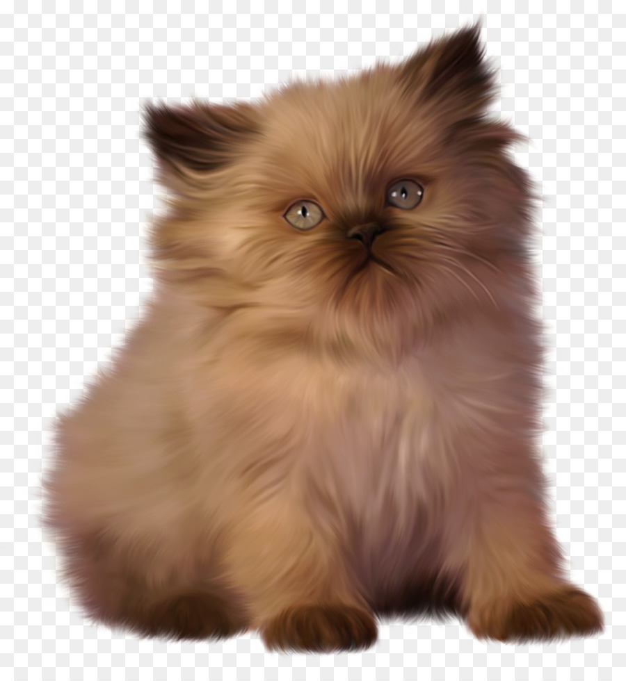 Gatinho Preto E Branco，Gato PNG