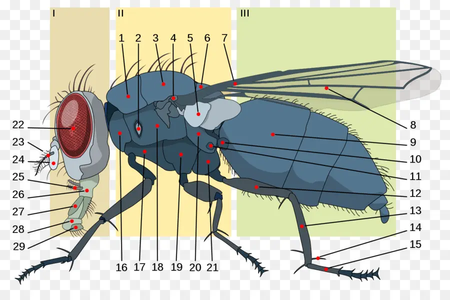 Diagrama De Mosca Rotulado，Inseto PNG