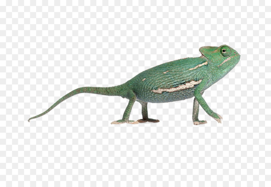 Camaleão，Lagarto PNG