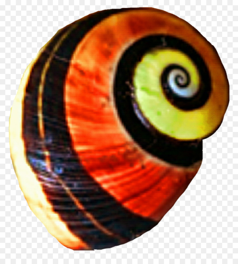 Concha De Caracol，Lesma PNG