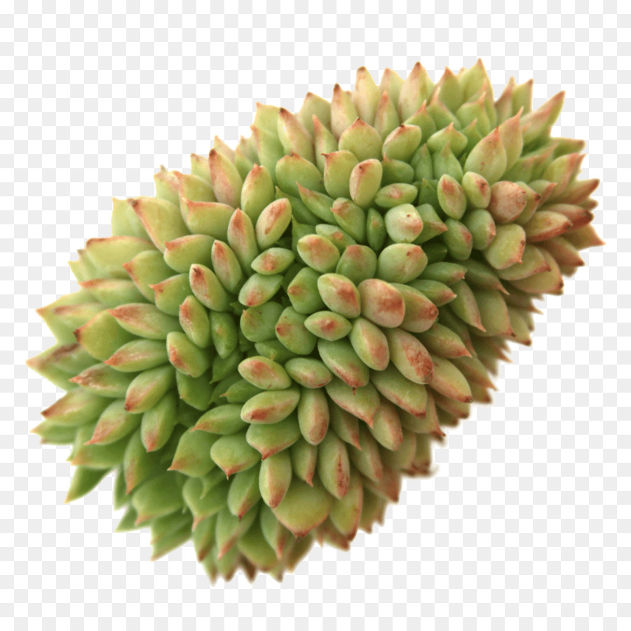 Mercadoria，Frutas PNG