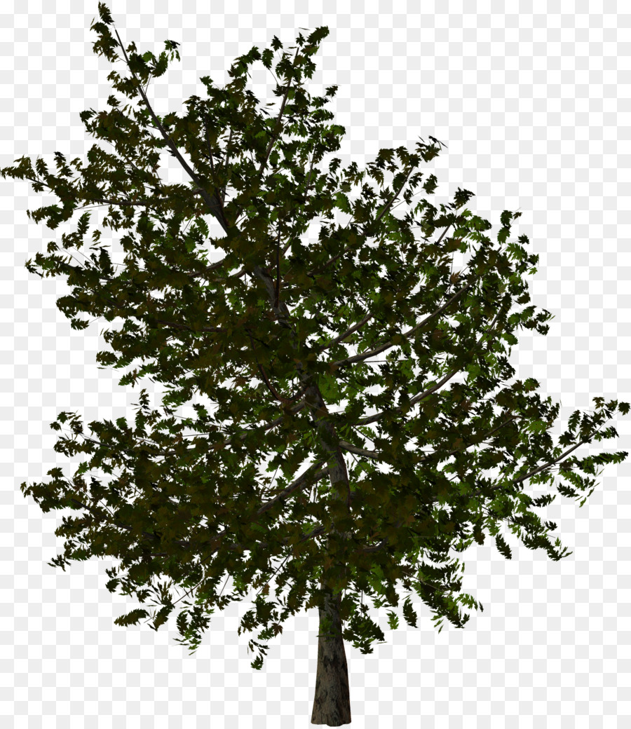 árvore，Papua Nova Guiné PNG
