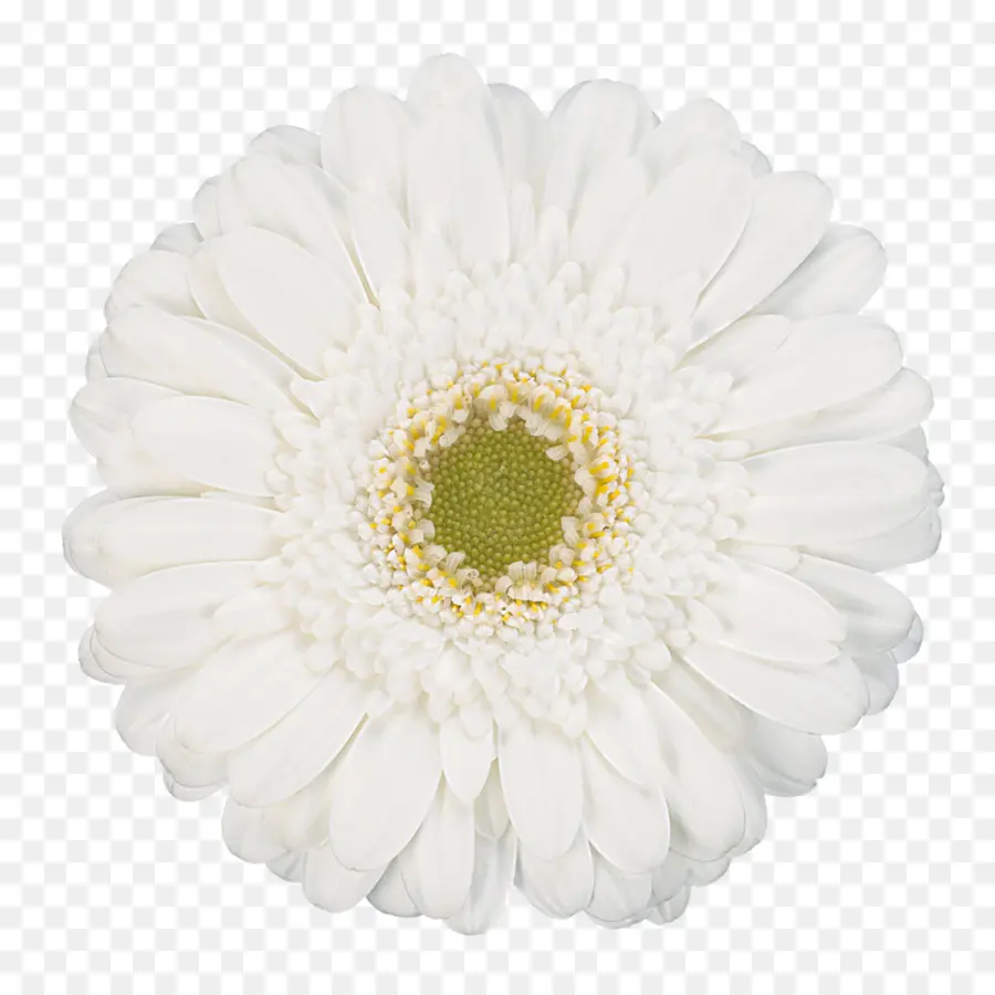 Transvaal Daisy，Flor PNG