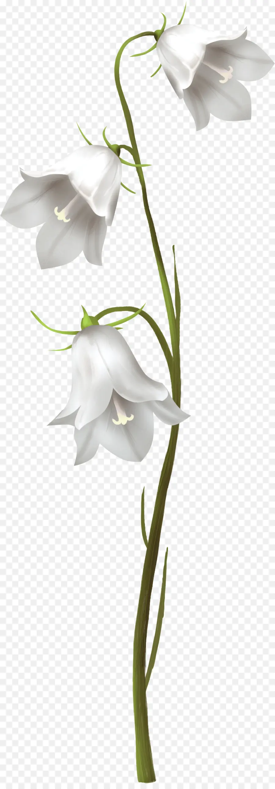 Flor，Planta PNG