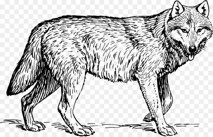 Lobo，Canino PNG