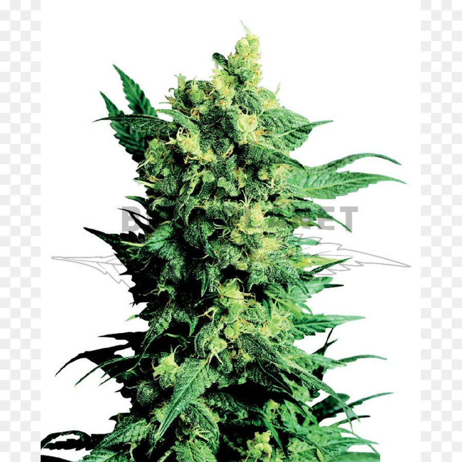 Planta De Cannabis，Folhas PNG