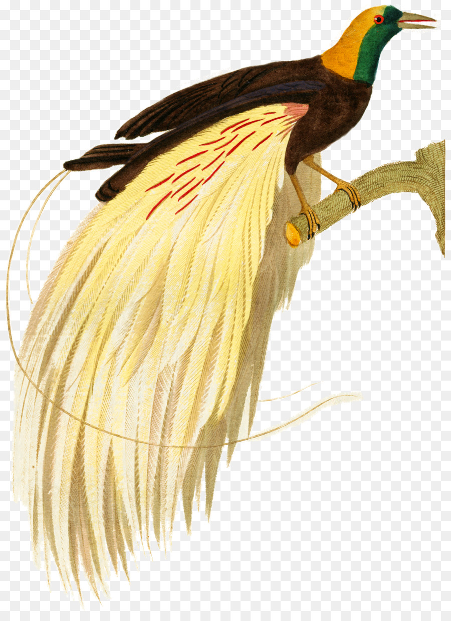 Aves，Bico PNG