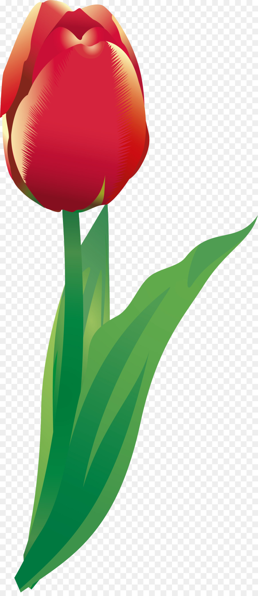 Tulipa，Tronco PNG