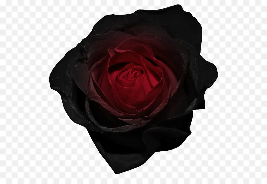 Rosa，Black Rose PNG