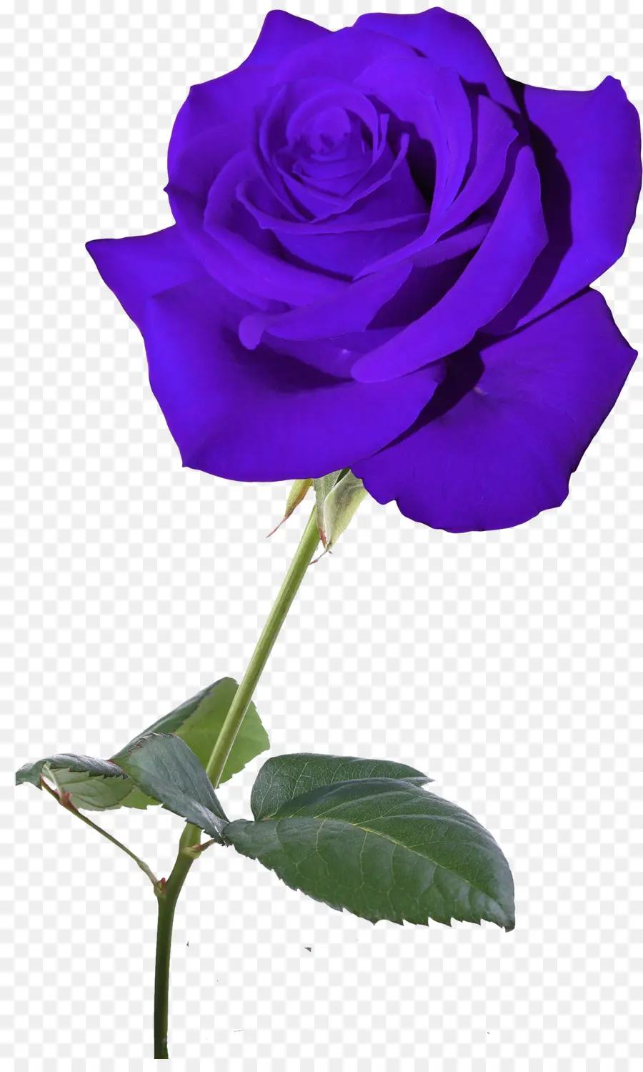 Azul，Rosa Azul PNG