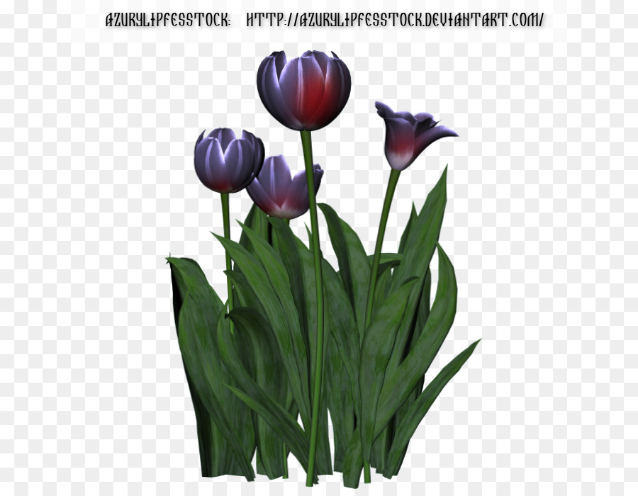 Tulip，Flor PNG