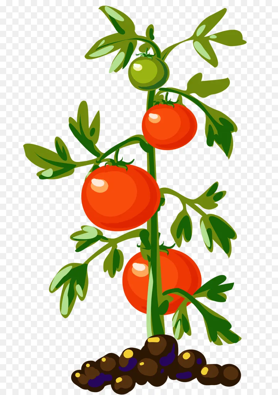 Vegetal，Tomate Cereja PNG