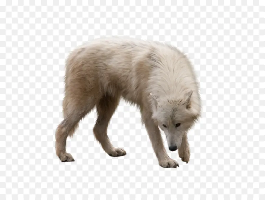 Cão，Arctic Wolf PNG