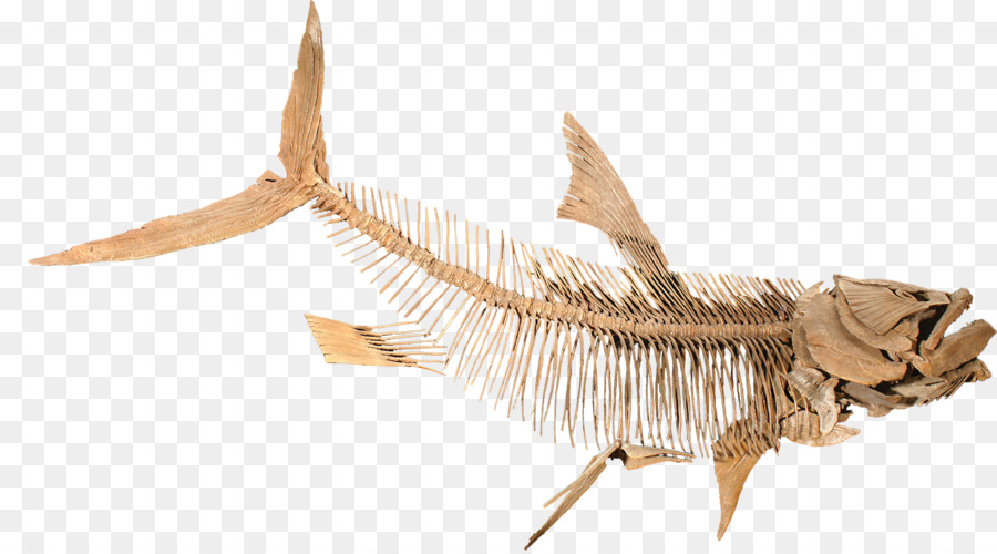 Esqueleto De Peixe，Ossos PNG