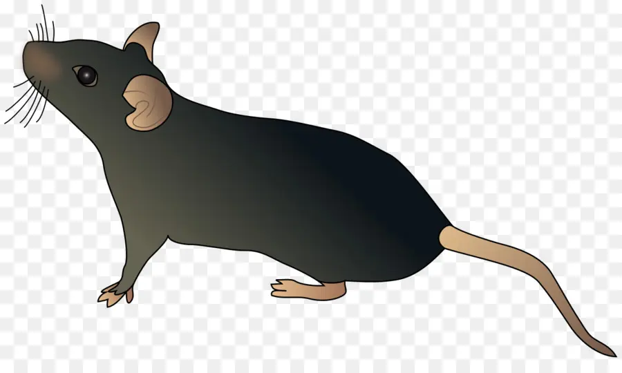 Rato，Roedor PNG