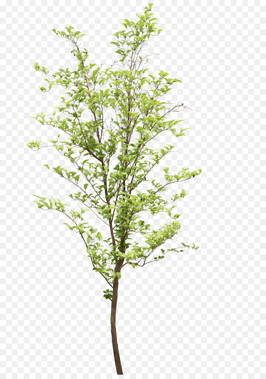 árvore，Galho PNG