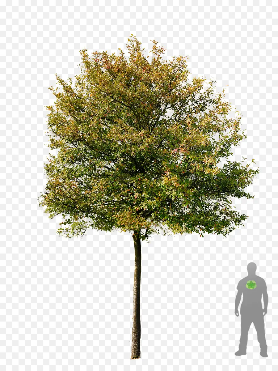 árvore，Acer Campestre PNG