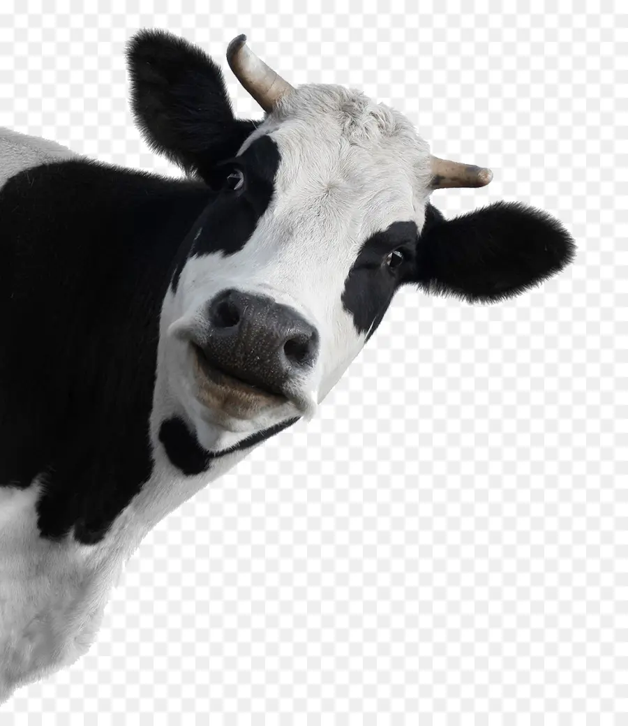 Holstein Frísia Gado，Murray Cinza Gado PNG