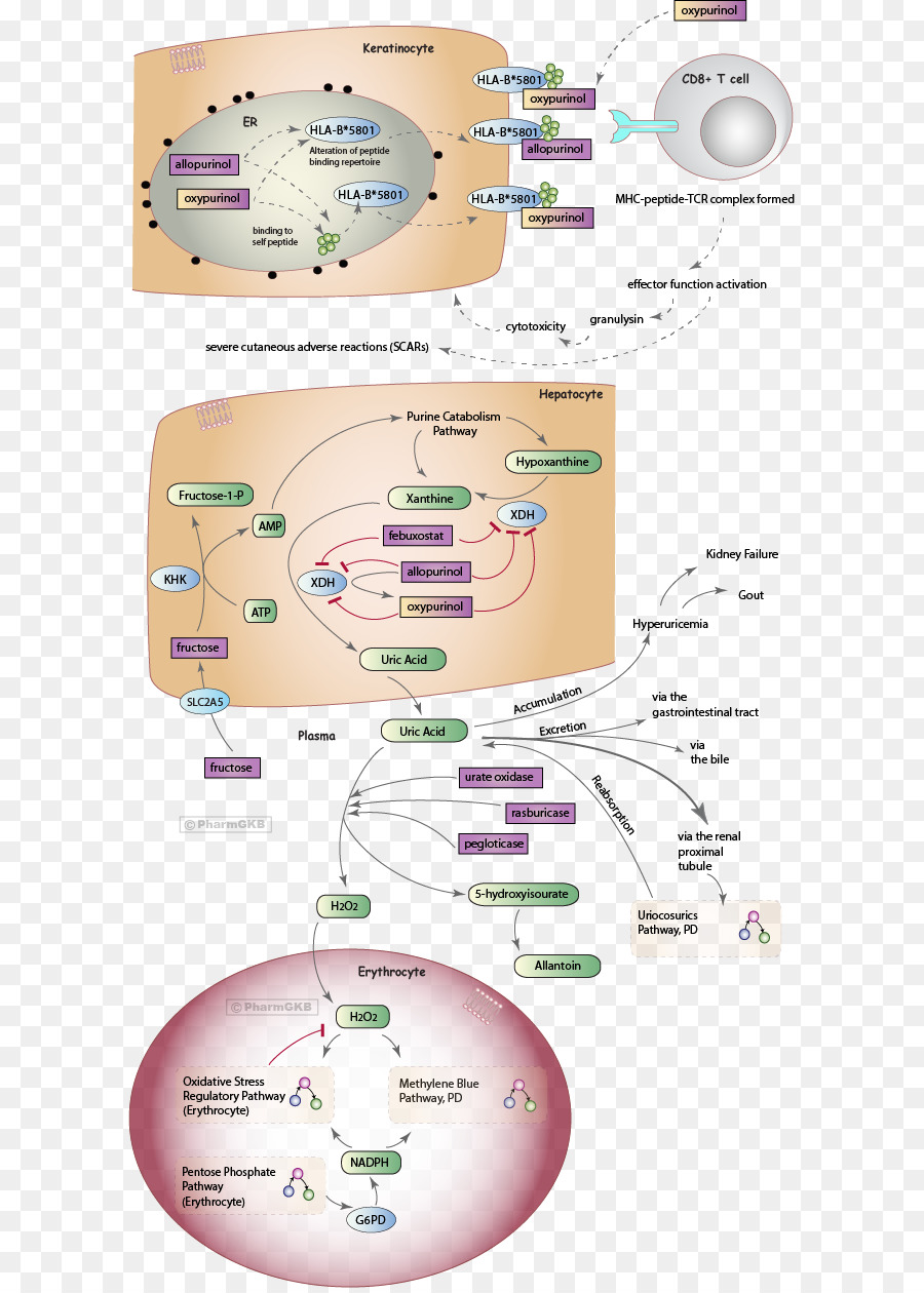 Diagrama Biológico，Células PNG