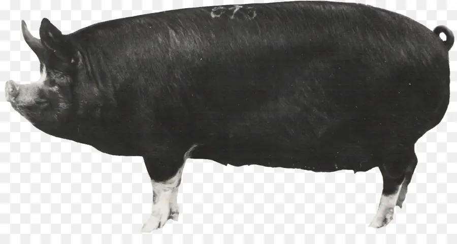 Berkshire Porco，Grande Porco Preto PNG