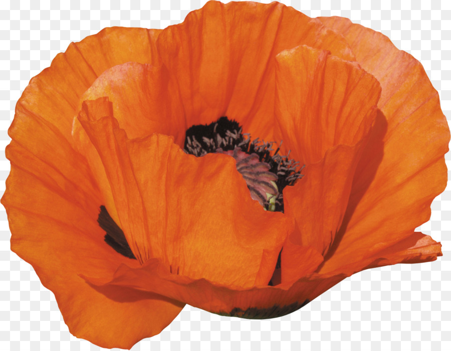 Flor Laranjeira，Florescer PNG