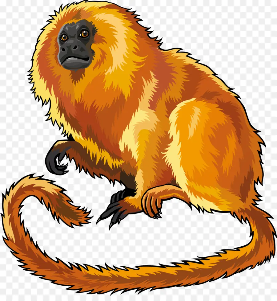 Mico Leão Dourado，Macaco PNG