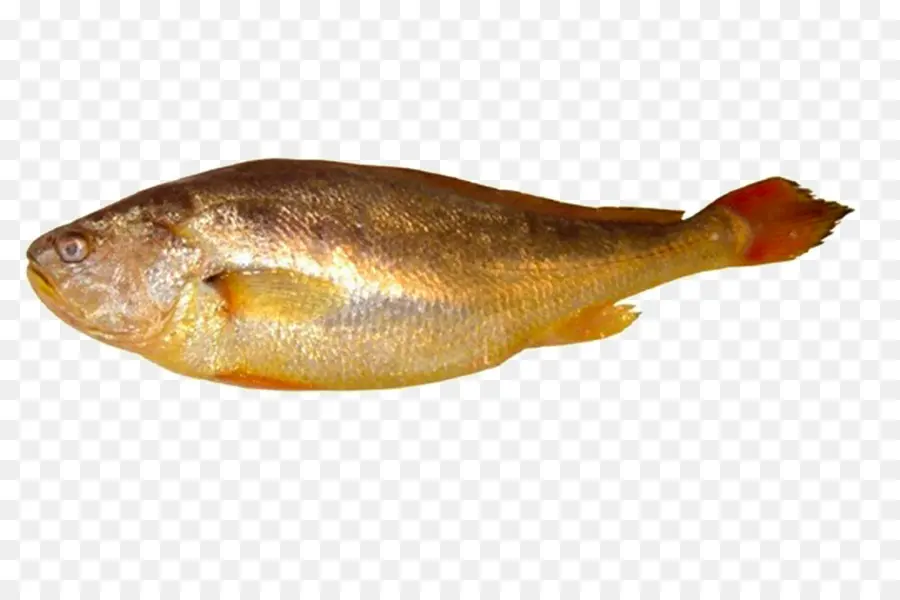 Peixe，Larimichthys Polyactis PNG