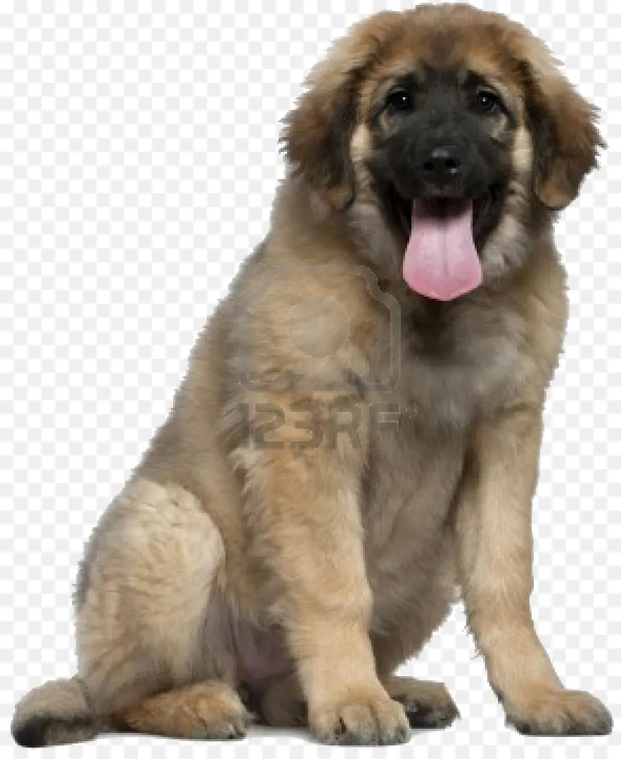 Leonberger，Filhote De Cachorro PNG