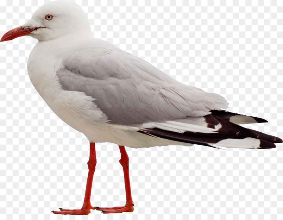 Gaivota，Pássaro PNG