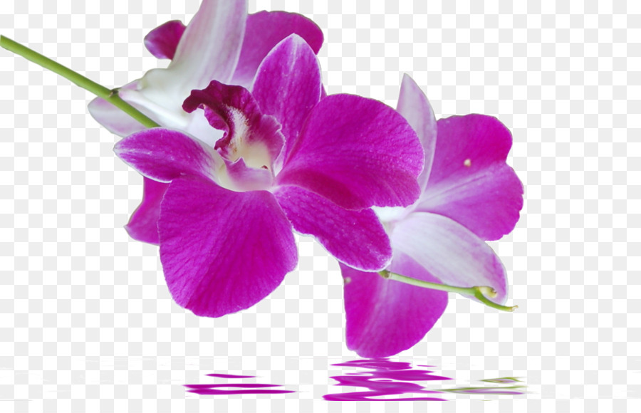 Orquídea Rosa，Florescer PNG