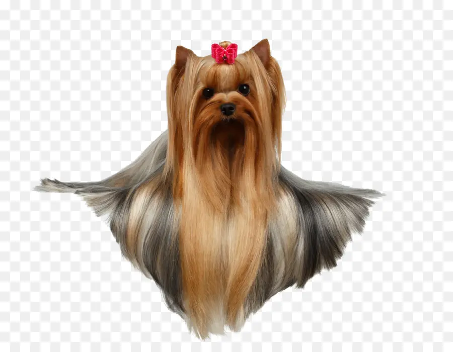 Yorkshire Terrier，Australiano Silky Terrier PNG