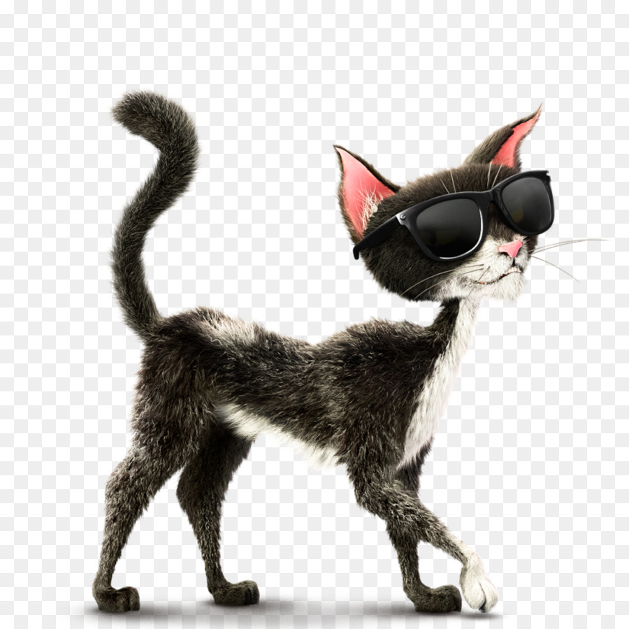 Rothbart，Devon Rex PNG