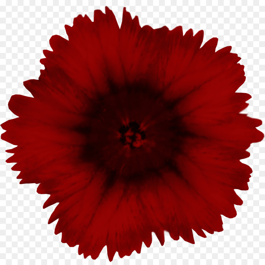 Flor，Vermelho PNG