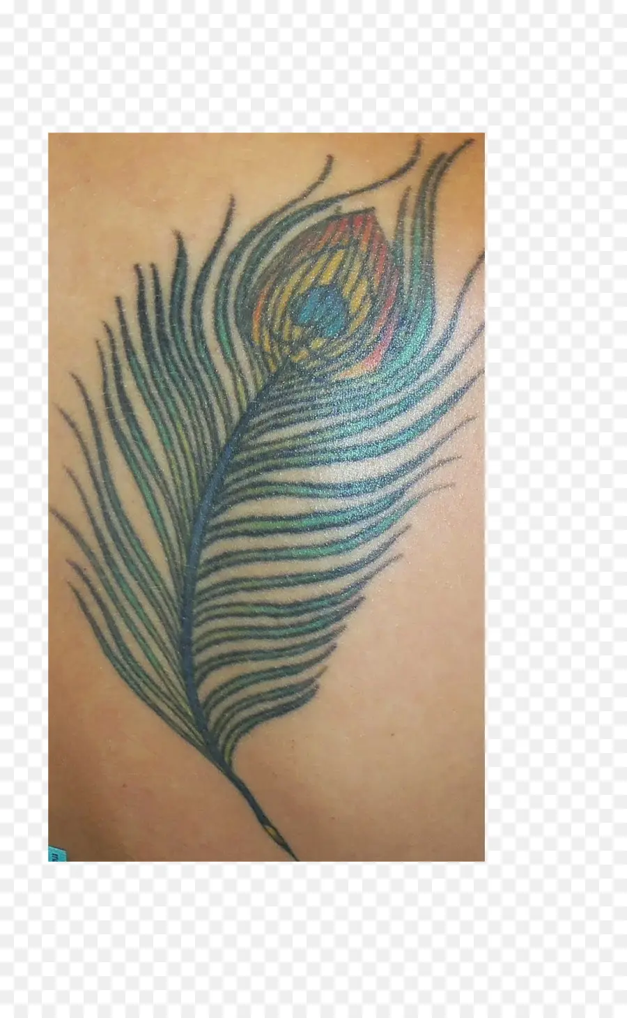 Tatuagem De Pena De Pavão，Arte Corporal PNG