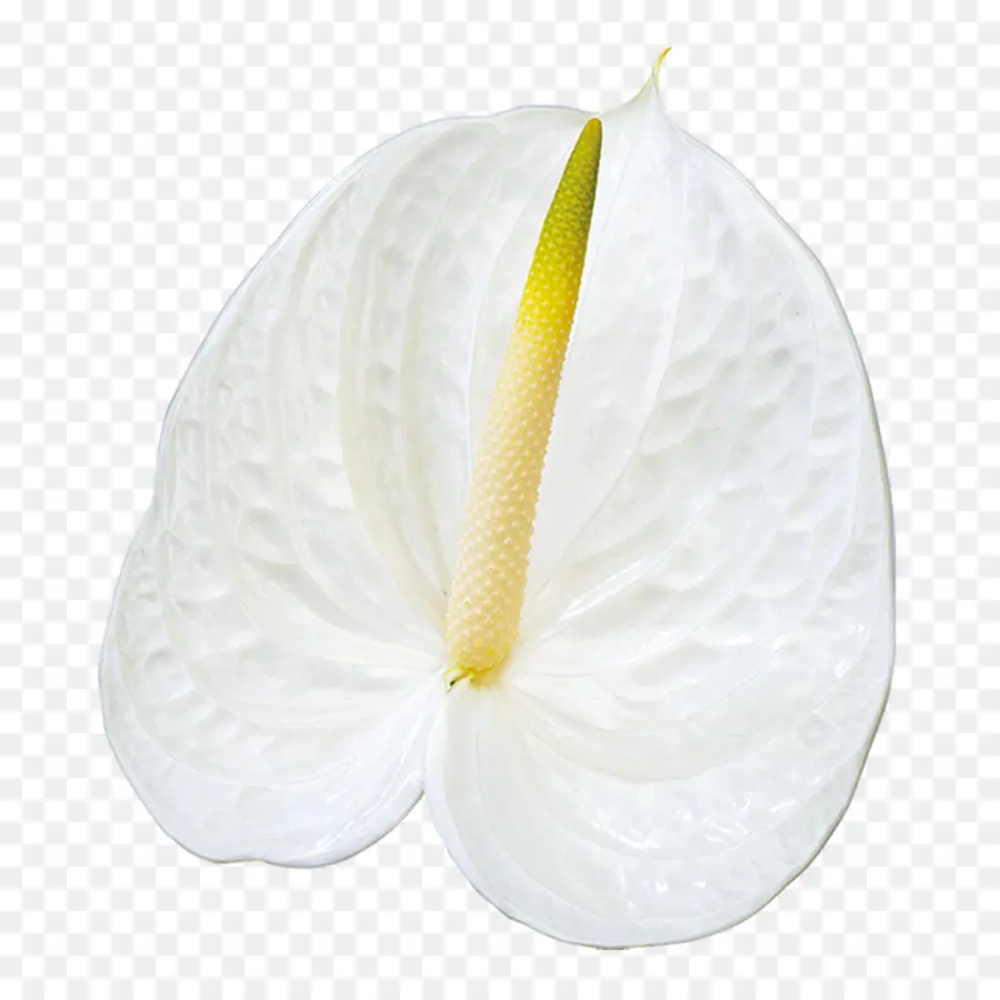 Flor，Branco PNG