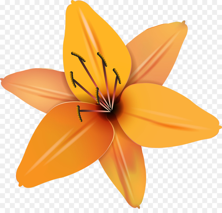 Flor Laranjeira，Florescer PNG