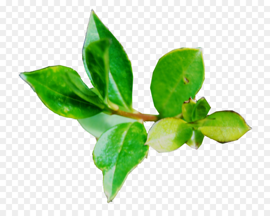 Folhas Verdes，Plantar PNG