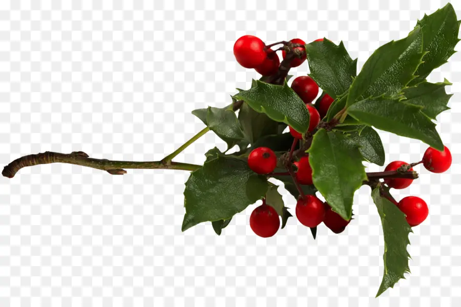 Comum Holly，Aquifoliales PNG