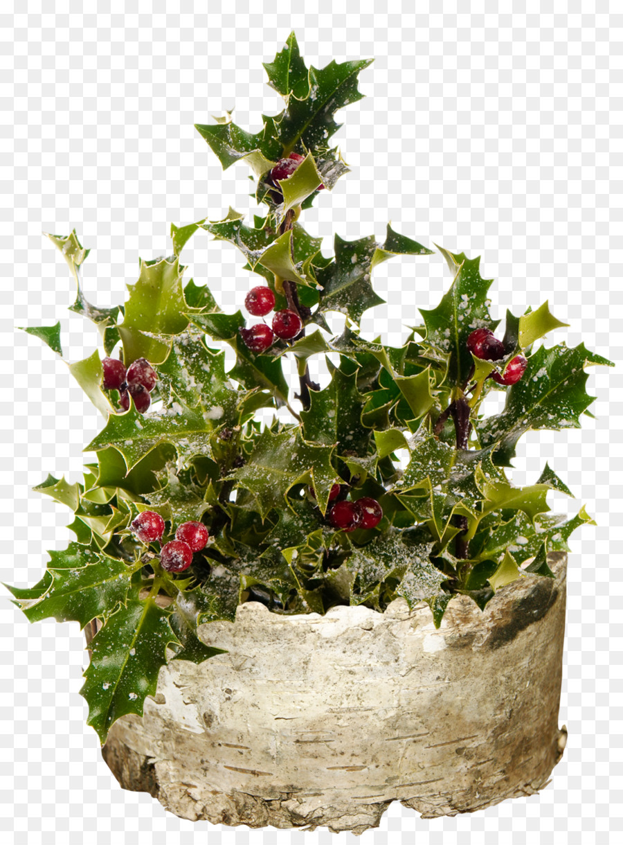 Comum Holly，Fotografia De Stock PNG