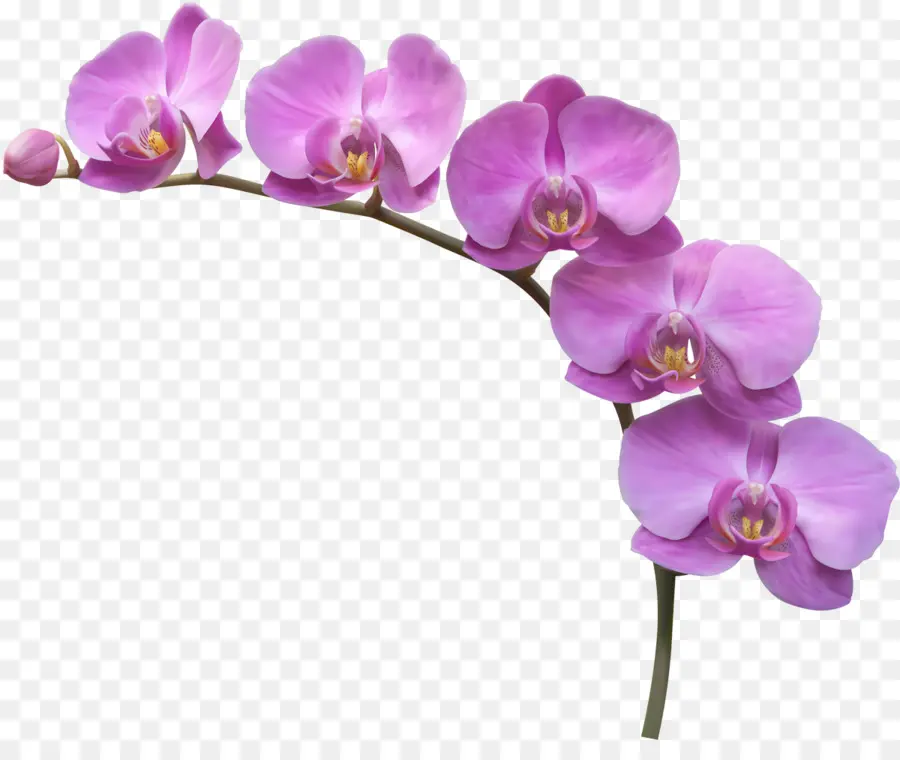 Orquídea Rosa，Florescer PNG