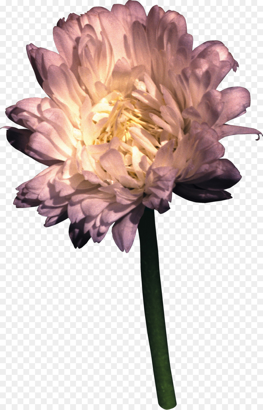 Flor，Flores De Corte PNG