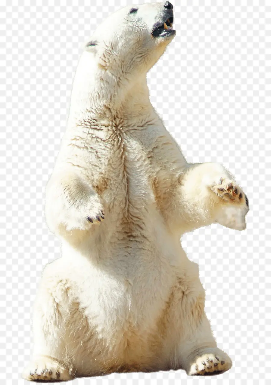 Urso Polar，Branco PNG