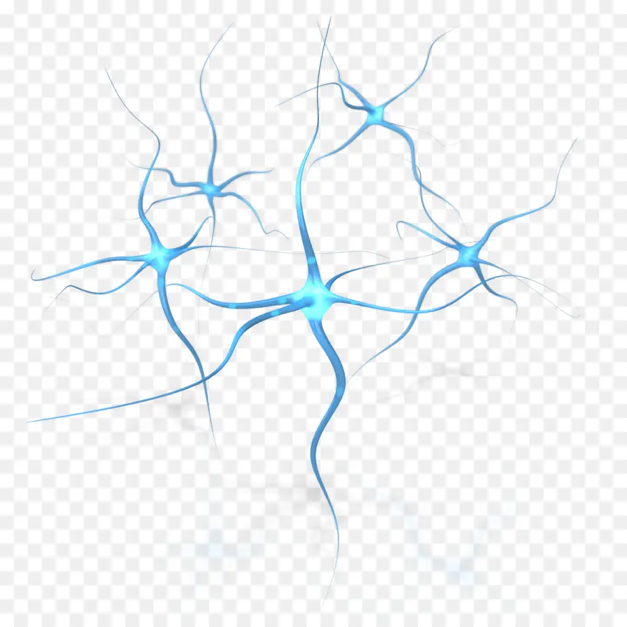 Neurônio，Cérebro PNG