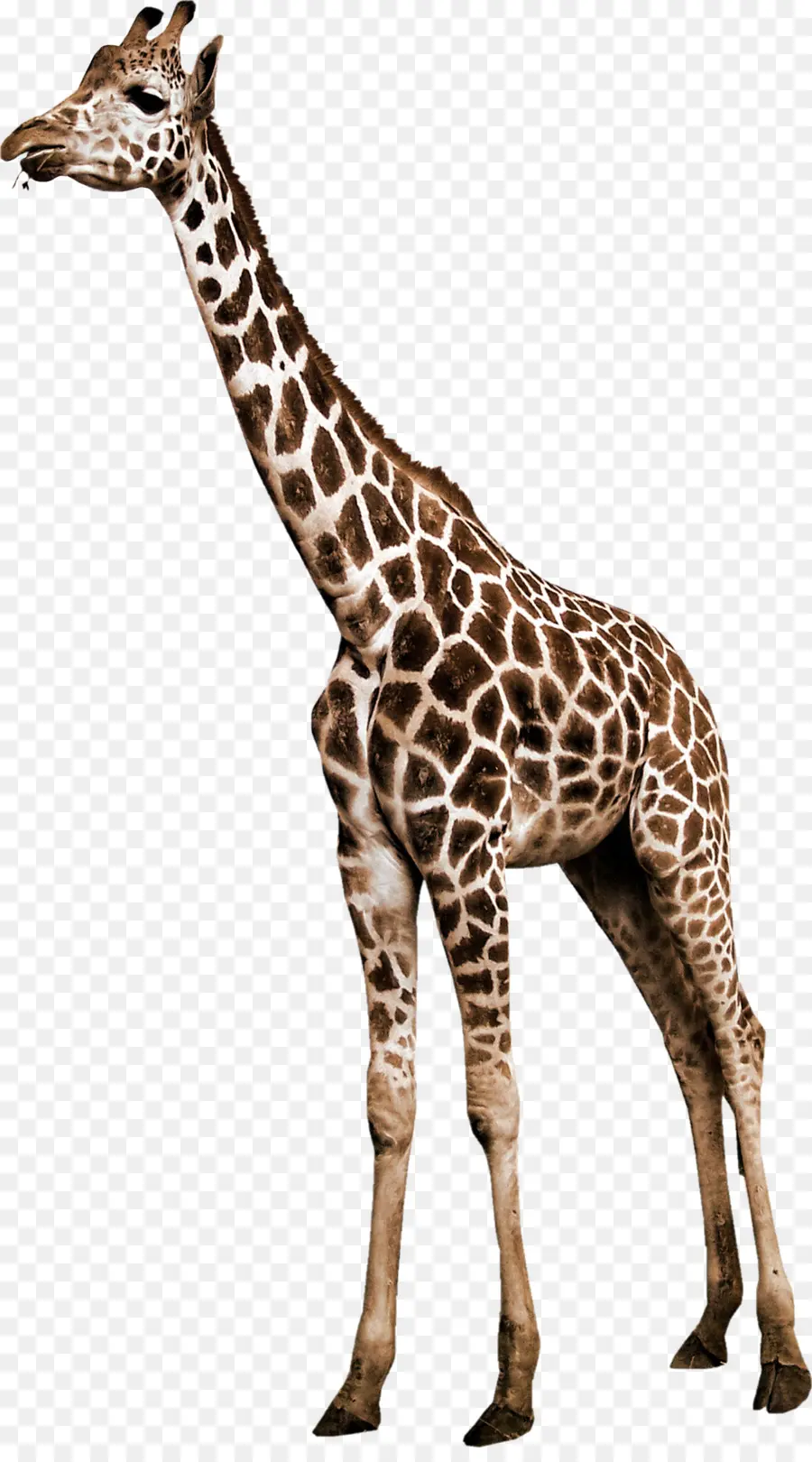 Norte Girafa，Animais PNG