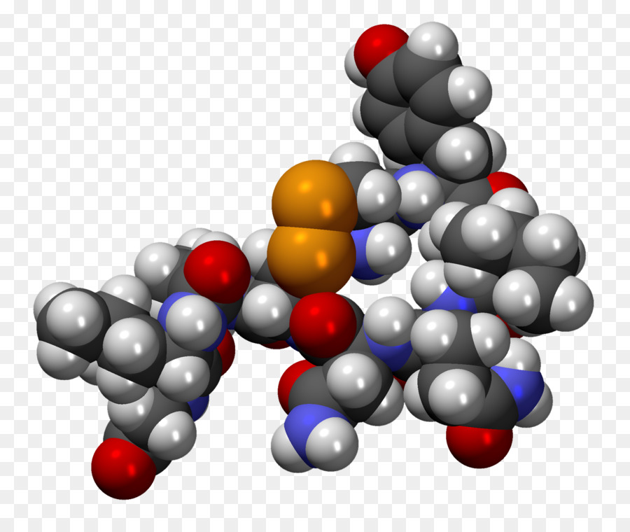 A Oxitocina，Molécula PNG