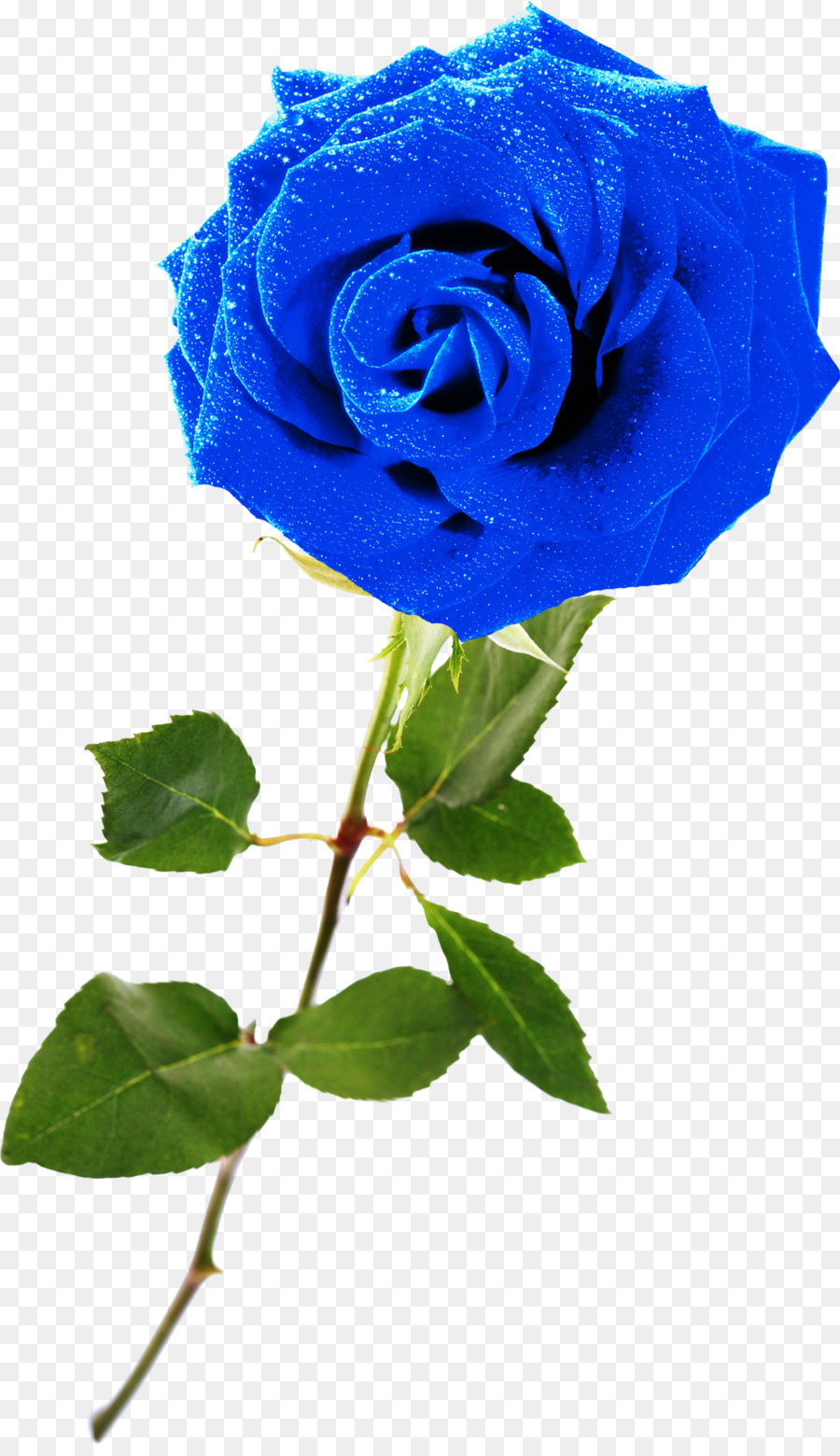 Rosa Azul，Azul PNG