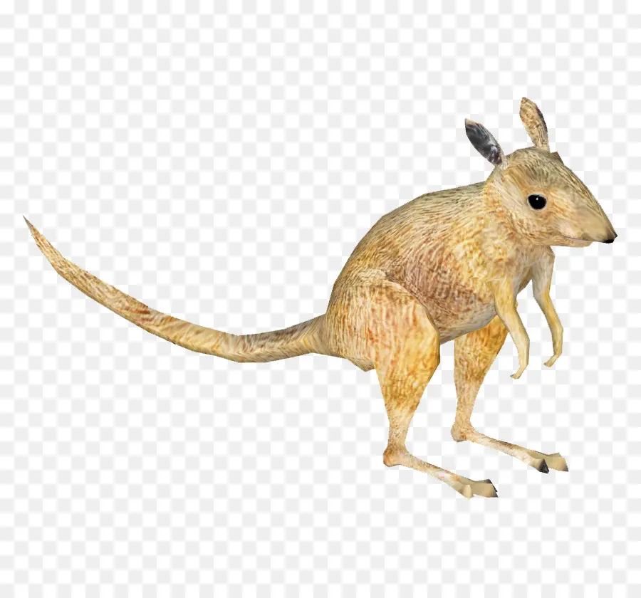 Canguru，Marsupial PNG