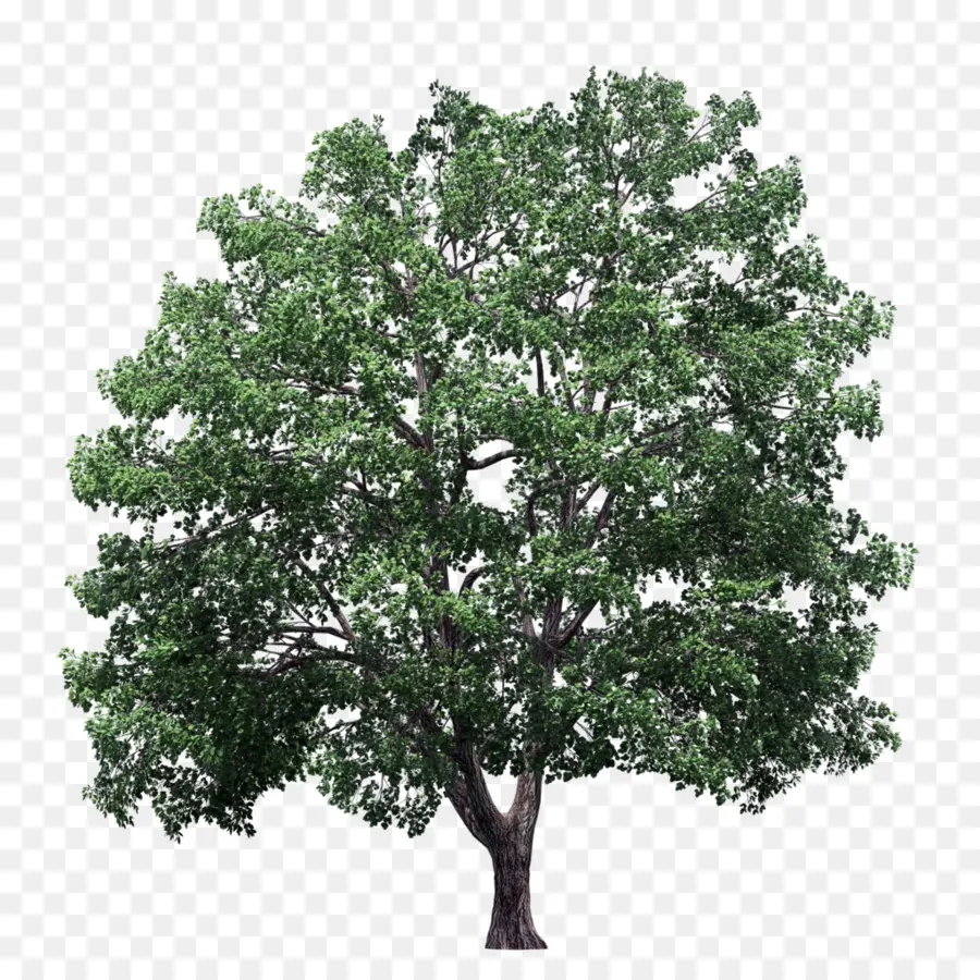 árvore，As árvores De Avião PNG