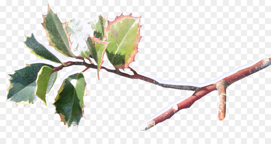 Planta，Ilex Cornuta PNG